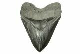Serrated, Fossil Megalodon Tooth - Massive River Meg #254579-1